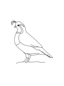 Quail coloring page