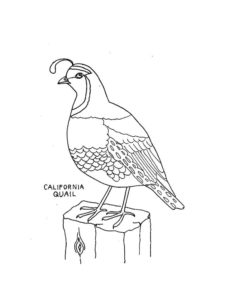 Quail coloring page