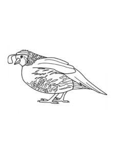 Quail coloring page