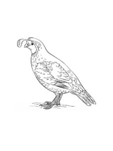 Quail coloring page