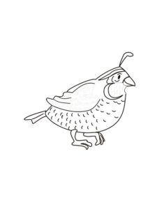 Quail coloring page