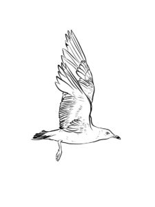 Seagull coloring page