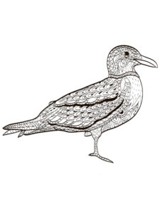 Seagull coloring page