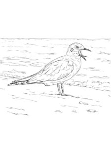 Seagull coloring page