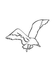 Seagull coloring page