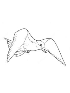 Seagull coloring page