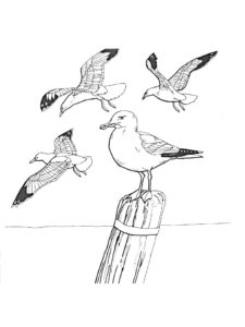 Seagull coloring page