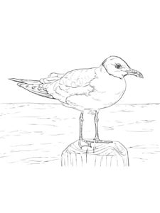 Seagull coloring page