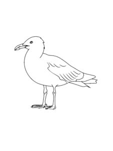 Seagull coloring page