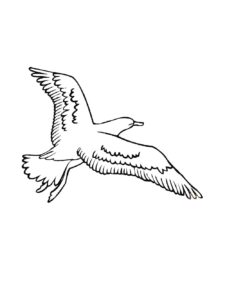 Seagull coloring page