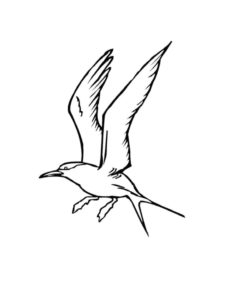 Seagull coloring page