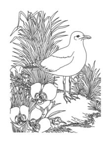 Seagull coloring page