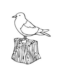 Seagull coloring page