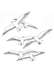 Seagull coloring page