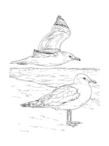 Seagull coloring page