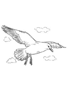 Seagull coloring page