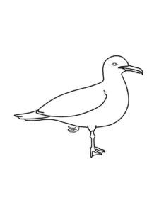 Seagull coloring page