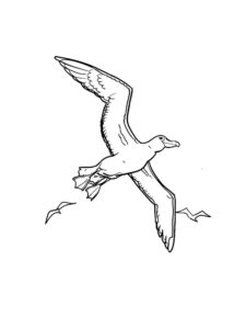 Seagull coloring page