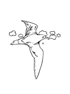 Seagull coloring page