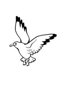 Seagull coloring page