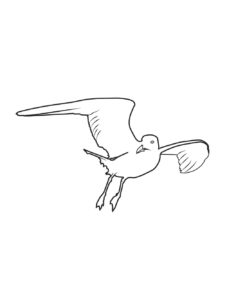 Seagull coloring page