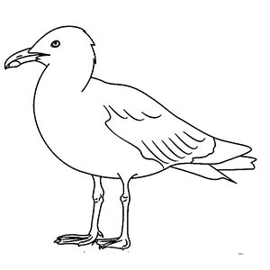 Seagull coloring pages