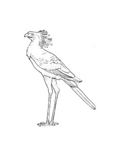 Secretary Bird coloring page