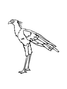 Secretary Bird coloring page