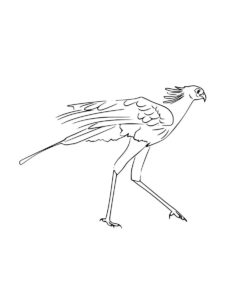 Secretary Bird coloring page