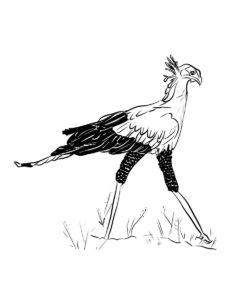 Secretary Bird coloring page