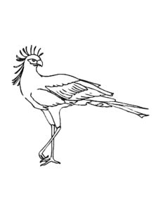 Secretary Bird coloring page