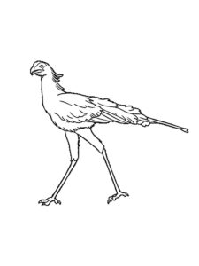 Secretary Bird coloring page