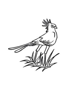 Secretary Bird coloring page