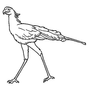 Secretary Bird coloring pages