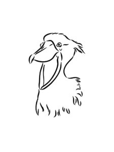 Shoebill coloring page