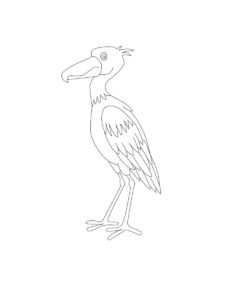 Shoebill coloring page