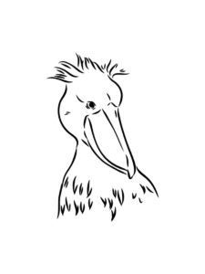 Shoebill coloring page