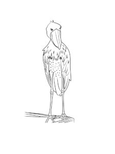 Shoebill coloring page