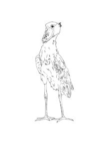 Shoebill coloring page