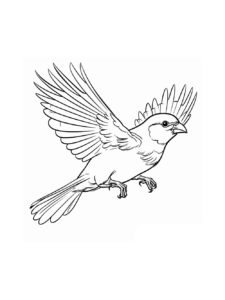 Sparrow coloring page