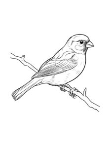 Sparrow coloring page