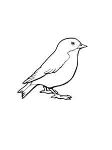 Sparrow coloring page