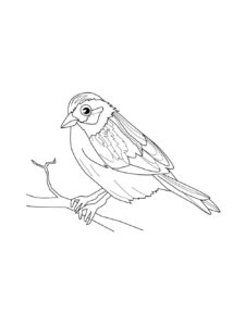 Sparrow coloring page