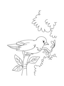 Sparrow coloring page