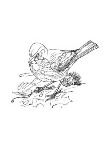 Sparrow coloring page