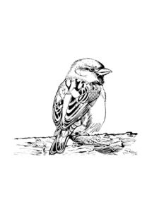 Sparrow coloring page