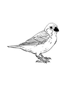 Sparrow coloring page