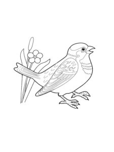 Sparrow coloring page