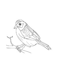 Sparrow coloring page