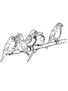 Sparrow coloring page